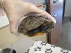 Adopt Turtletude a Turtle - Water reptile, amphibian, and/or fish in Oceanside