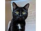 Adopt Shep a All Black Domestic Shorthair / Mixed cat in Pittsburgh