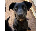 Adopt Malla a Black Mixed Breed (Medium) / Mixed dog in Moab, UT (38858164)