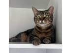 Adopt Bluey FKA Blueberry a Brown or Chocolate Domestic Shorthair / Mixed cat in
