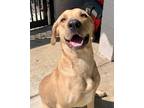 Adopt Butternut a Tan/Yellow/Fawn Labrador Retriever / Mixed dog in Rockville