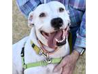 Adopt Emma a White Mixed Breed (Large) / Mixed dog in Austin, TX (38904368)