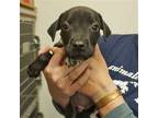 Adopt Archie a Mixed Breed (Medium) / Mixed dog in Rancho Santa Fe