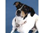 Adopt Pepper a White - with Tan, Yellow or Fawn Cattle Dog / Mixed dog in