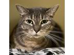 Adopt Mama Cat a Gray or Blue Domestic Shorthair / Mixed cat in Jacksonville