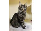 Adopt Petra (Petsmart) a All Black Domestic Shorthair / Domestic Shorthair /