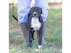 Adopt Wish a Black American Pit Bull Terrier / Mixed dog in Abilene