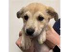 Adopt Abby a Mixed Breed (Medium) / Mixed dog in Rancho Santa Fe, CA (38649278)