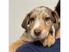 Adopt Tasso a Merle Mixed Breed (Medium) / Mixed dog in Rancho Santa Fe