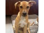 Adopt Valko a Mixed Breed (Medium) / Mixed dog in Rancho Santa Fe, CA (38660486)
