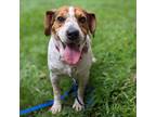 Adopt Buck a Brown/Chocolate Beagle / Mixed dog in Delaware, OH (38703299)