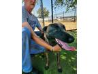 Adopt Darcie a Black Belgian Malinois / Mixed dog in Burleson, TX (38905902)