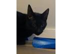 Adopt Oliver a Domestic Shorthair / Mixed cat in Jacksonville, NC (38879851)