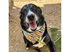 Adopt Crookshanks a Black Labrador Retriever / Mixed dog in Austin