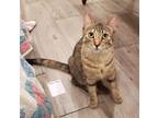 Adopt Hiro a Brown Tabby Domestic Shorthair / Mixed (short coat) cat in Richmond