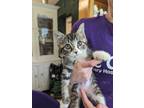 Adopt Tiguan ($31) a Domestic Shorthair / Mixed (short coat) cat in Bryan