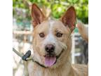 Adopt Nier a Cattle Dog / Terrier (Unknown Type, Small) / Mixed dog in San