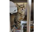 Adopt Skateboard *Barn Cat* a Brown or Chocolate Domestic Shorthair / Domestic