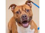 Adopt Digby a American Pit Bull Terrier / Mixed dog in Des Moines, IA (38696757)