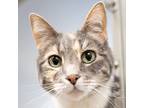 Adopt Terra a Domestic Shorthair / Mixed cat in Des Moines, IA (38737249)