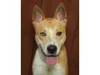 Adopt Carl a Tan/Yellow/Fawn - with White Husky / Basenji / Mixed dog in oakland