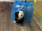 Adopt Nestor a Guinea Pig small animal in Oakland, NJ (38317795)