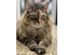 Adopt Mia a Domestic Mediumhair / Mixed cat in Greater Napanee, ON (38844909)