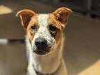 Adopt Bear Claw a Terrier (Unknown Type, Medium) / Mixed dog in Oceanside
