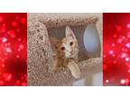 Adopt Baxter a Orange or Red Tabby American Shorthair (short coat) cat in