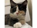 Adopt South America a Calico or Dilute Calico Domestic Mediumhair / Mixed