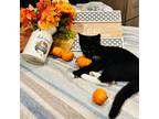 Adopt Freddie a All Black Domestic Shorthair / Mixed cat in Inwood