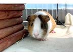 Adopt Cletus a Guinea Pig small animal in Sechelt, BC (38781161)