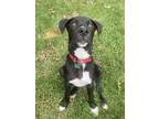 Adopt Draper a Hound (Unknown Type) / Mixed dog in Washington, DC (38753978)
