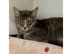 Adopt Mama Mia - Costa Mesa Location a Gray or Blue Domestic Shorthair / Mixed