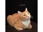 Adopt Judah a Domestic Shorthair / Mixed cat in Hot Springs Village