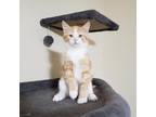 Adopt Ricotta a Orange or Red Domestic Mediumhair / Mixed cat in Wichita