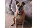 Adopt Josie - LOVES people & giving kisses! a Tan/Yellow/Fawn Boxer / Mixed dog