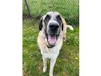 Adopt Zeus a Anatolian Shepherd / Akbash / Mixed dog in Richmond, BC (38781014)