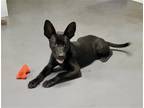 Adopt Radar a Black Mixed Breed (Medium) / Mixed dog in Quitman, MS (38819459)