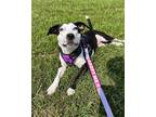Adopt Lani Moo a Black - with White Terrier (Unknown Type