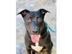 Adopt Tux a Border Collie / Catahoula Leopard Dog / Mixed dog in Monterey