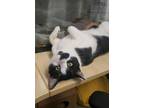 Adopt Shiro a Domestic Shorthair / Mixed cat in Silverdale, WA (38801808)