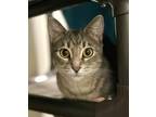 Adopt Dusty a Domestic Shorthair / Mixed cat in Santa Rosa, CA (38876420)