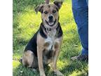 Adopt Satphire aka Saphire a Brown/Chocolate Coonhound / German Shepherd Dog /
