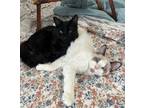 Adopt Santini and Ravioli a Cream or Ivory Ragdoll / Mixed cat in Arlington
