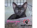 Adopt Car Lot Litter Morrigan a All Black Domestic Shorthair / Mixed (short