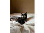 Adopt Beeks a Tortoiseshell Domestic Shorthair / Mixed (short coat) cat in San