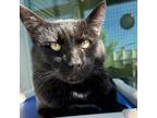 Adopt Pine Nut a All Black Domestic Shorthair / Mixed cat in Lakewood