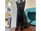 Adopt Batman a All Black Domestic Shorthair / Mixed cat in West Palm Beach