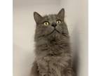 Adopt Bear a Gray or Blue Domestic Longhair / Mixed cat in Lyndhurst